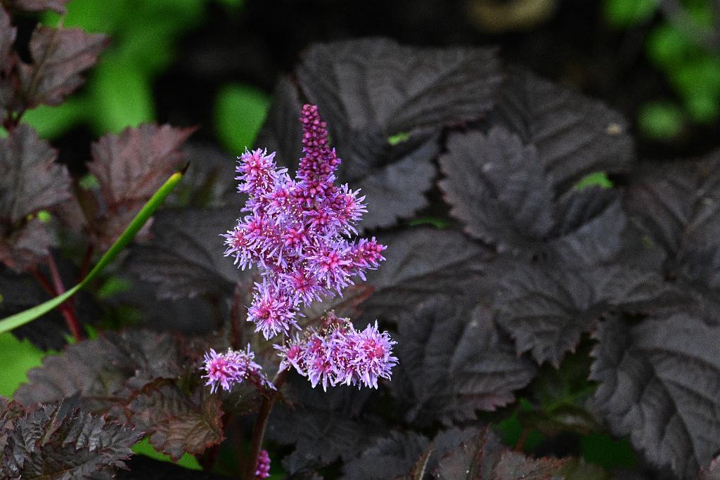 2025-07119499 Tower Hill Botanic Garden, MA.JPG - Astilbe (Astilbe chenensis 'Dark Side of the Moon'). New England Botanic Garden at Tower Hill, MA, 7-11-2025